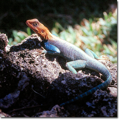 Macho de agama común en el Mombasa Serena Beach. Javier Yanes/Kenyalogy.com