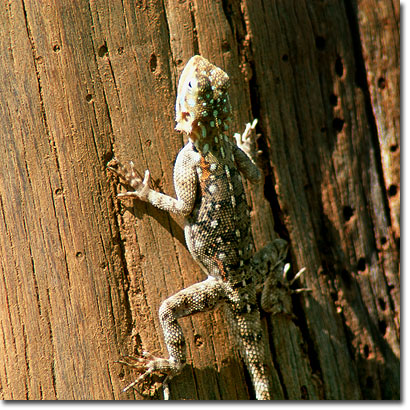 Agama de árbol en la Reserva Nacional de Samburu. Javier Yanes/Kenyalogy.com