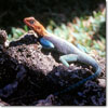 Agama