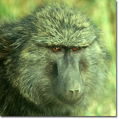 Babuino en la Reserva Nacional de Masai Mara. Javier Yanes/Kenyalogy.com