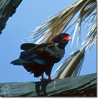 Águila volatinera en la Reserva Nacional de Samburu. Javier Yanes/Kenyalogy.com