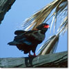 Águila volatinera
