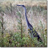 Garza de cabeza negra