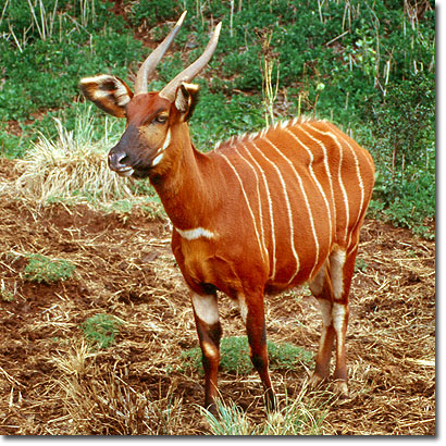 Bongo en el Mount Kenya Safari Club. Javier Yanes/Kenyalogy.com