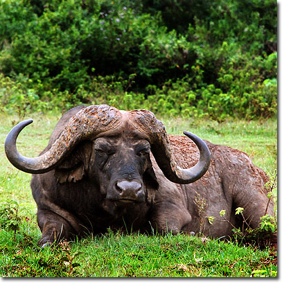 Búfalo en el Parque Nacional de Aberdare. Javier Yanes/Kenyalogy.com