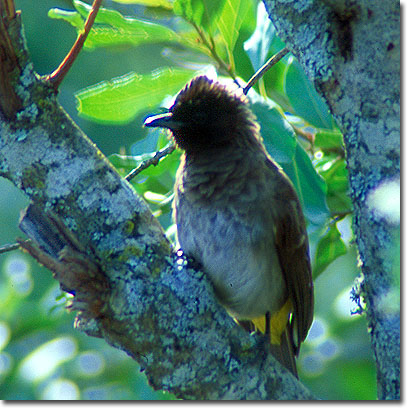 Bulbul naranjero en el Rancho El Karama. Javier Yanes/Kenyalogy.com