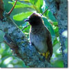 Bulbul naranjero