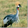 Grulla real gris
