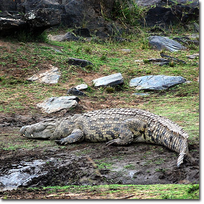 Cocodrilo del Nilo en el río Mara, Reserva Nacional de Masai Mara. Javier Yanes/Kenyalogy.com