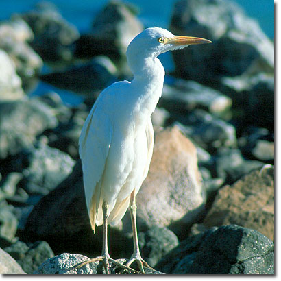 Garcilla bueyera en la Reserva Nacional del Lago Bogoria. Javier Yanes/Kenyalogy.com