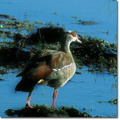 Ganso egipcio en el Parque Nacional del Lago Nakuru. Javier Yanes/Kenyalogy.com