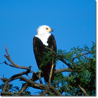 Pigargo vocinglero en la Reserva Nacional de Samburu. Javier Yanes/Kenyalogy.com