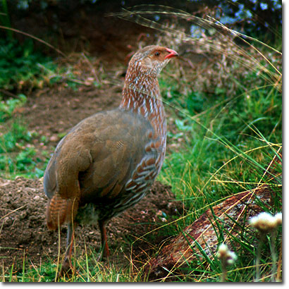 Francolín de Jackson en el Parque Nacional de Aberdare. Javier Yanes/Kenyalogy.com