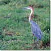 Garza goliat