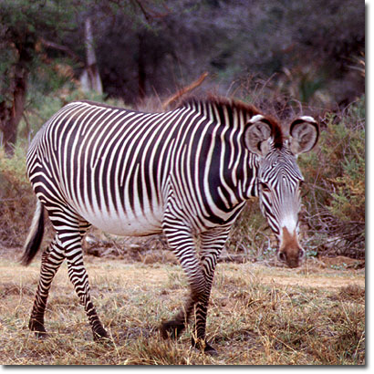 Cebra de Grevy en la Reserva Nacional de Buffalo Springs. Javier Yanes/Kenyalogy.com