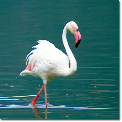 Flamenco común en el Lago Bogoria. Javier Yanes/Kenyalogy.com