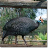 Gallina de Guinea