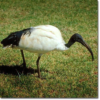 Ibis sagrado en el Mount Kenya Safari Club. Javier Yanes/Kenyalogy.com