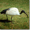 Ibis sagrado