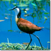 Jacana africana
