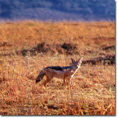 Chacal de lomo negro en la Reserva Nacional de Masai Mara. Javier Yanes/Kenyalogy.com
