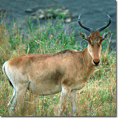 Alcelafo de Coke en la Reserva Nacional de Masai Mara. Javier Yanes/Kenyalogy.com