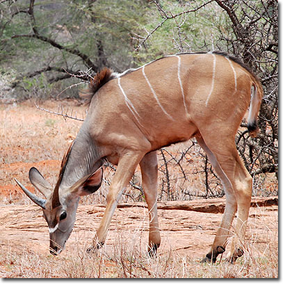 Gran kudú en la Reserva Nacional de Samburu. Javier Yanes/Kenyalogy.com