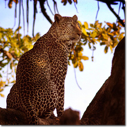 Leopard in Masai Mara National Reserve. Javier Yanes/Kenyalogy.com