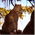 Leopardo