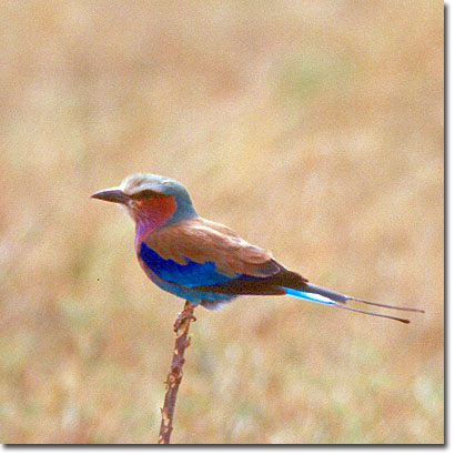 Carraca de pecho violeta en la Reserva Nacional de Masai Mara. Javier Yanes/Kenyalogy.com