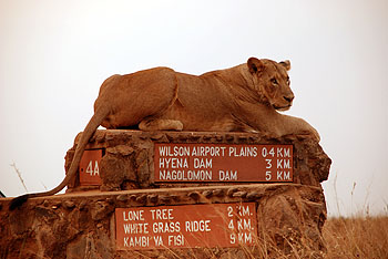 Leona, Parque Nacional de Nairobi. Javier Yanes/Kenyalogy.com