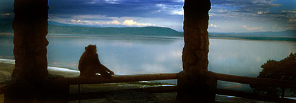 Un babuino contempla el lago Nakuru desde el mirador de Baboon Cliff. Javier Yanes/Kenyalogy.com
