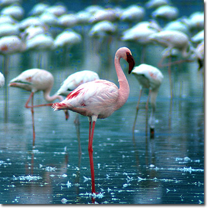 Flamencos enanos en el Lago Nakuru. Javier Yanes/Kenyalogy.com