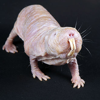 El ratopín. Smithsonian's National Zoo vía Flickr