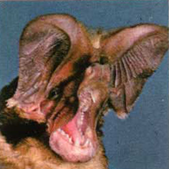 El murciélago de cola libre.