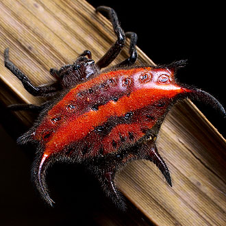 La araña espinosa. Nick Hobgood vía Wikipedia
