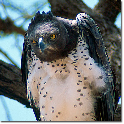 Águila marcial en la Reserva Nacional de Samburu. Javier Yanes/Kenyalogy.com