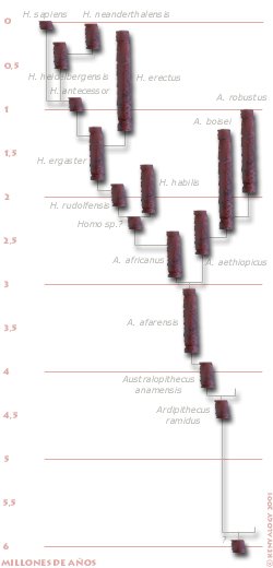 Cronología de la evolución humana