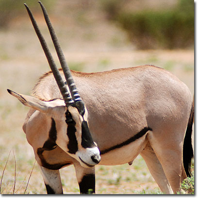 Órix beisa en la Reserva Nacional de Samburu. Javier Yanes/Kenyalogy.com