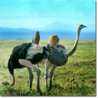 Una pareja de avestruces masais en el Parque Nacional de Amboseli. Javier Yanes/Kenyalogy.com