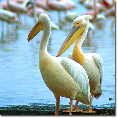 Pelícanos comunes en el Parque Nacional del Lago Nakuru. Javier Yanes/Kenyalogy.com