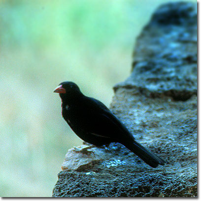Tejedor búfalo de pico rojo en el Kilaguni Lodge, Parque Nacional de Tsavo Oeste. Javier Yanes/Kenyalogy.com