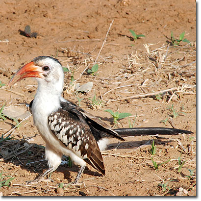 Toco piquirrojo en la Reserva Nacional de Samburu. Javier Yanes/Kenyalogy.com