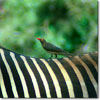 Picabueyes piquirrojo