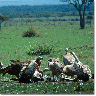 Buitres moteados consumiendo un cadáver de cebra en la Reserva Nacional de Masai Mara. Javier Yanes/Kenyalogy.com