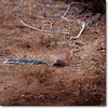 Ardilla terrestre