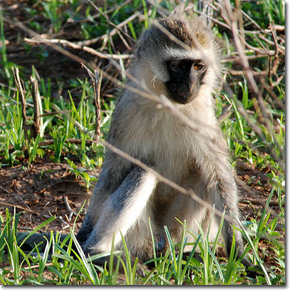 Mono vervet en la Reserva Nacional de Samburu. Javier Yanes/Kenyalogy.com