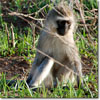 Mono vervet
