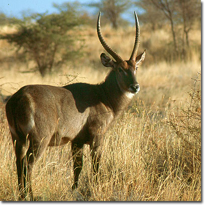 Antílope acuático común en el Parque Nacional de Meru. Javier Yanes/Kenyalogy.com