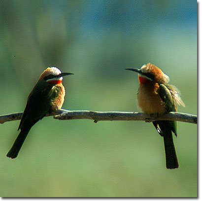 Abejarucos frontiblancos en el Parque Nacional del Lago Nakuru. Javier Yanes/Kenyalogy.com